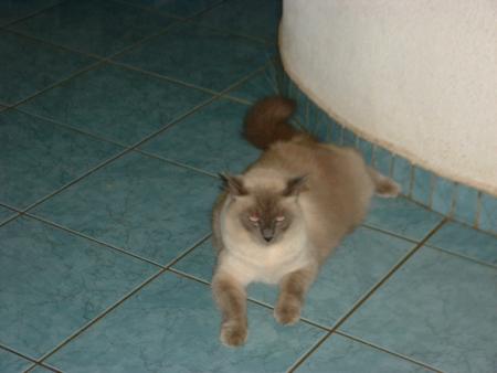 mon chat